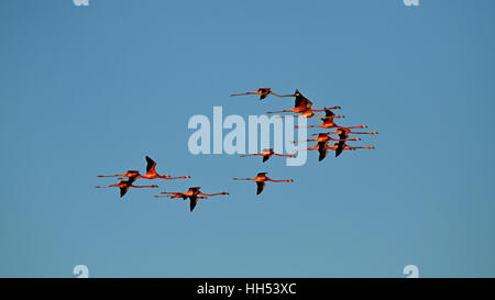 Flying Flamingos on blue Sky Stock Photo