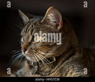 Tabby cat bengal kitten portrait, head shot, head and shoulders Stock Photo