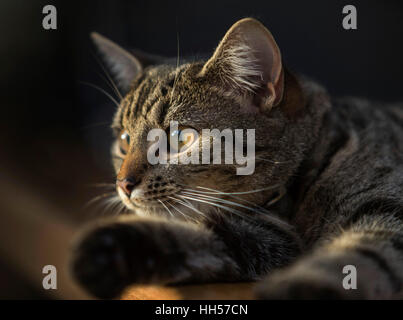 Tabby cat bengal kitten portrait, looking intently out at possible prey Stock Photo