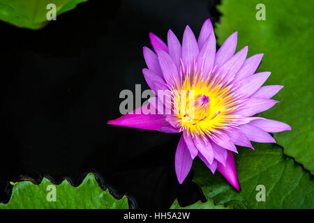 pink water lily flowers in pond Stock Photo