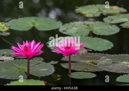 pink water lily flowers in pond Stock Photo