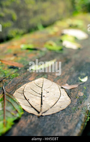 wet gray leaf on a bench Stock Photo