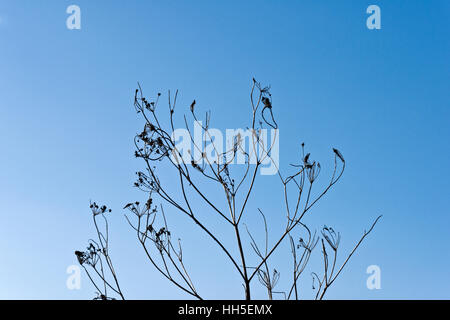dried silhouetted grass seed heads against blue sky Stock Photo