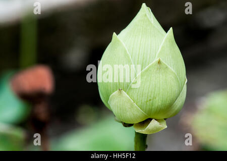 sacred lotus (Nelumbo nucifera), flower bud Stock Photo