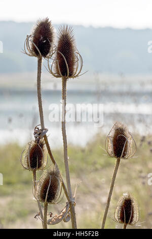Wild teasel dried head Dipsacus fullonum grassland backlit Stock Photo