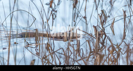Common beaver (Castor Canadensis).  Small water mammal swims quietly by. Stock Photo
