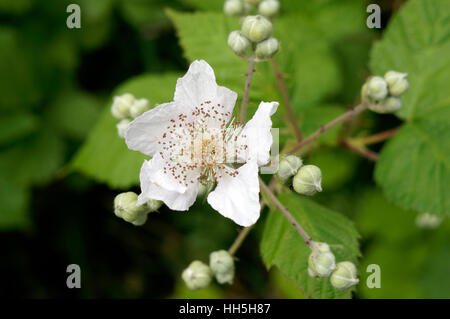 Close-up of a Himalayan Blackberry (Rubus discolor or Rubus ameniacus) wildflower, British Columbia, Canada