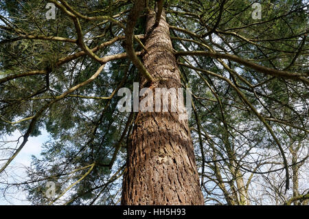 Looking up into branches of a Douglas fir tree (Pseudotsuga menziesii) in Shaugnessy Park, Vancouver, British Columbia, Canada Stock Photo