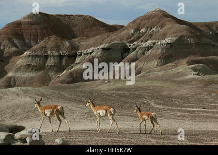 Pronghorn antelope Utah Great Basin desert young Stock Photo
