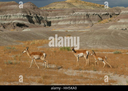 Pronghorn antelope Utah Great Basin desert Stock Photo