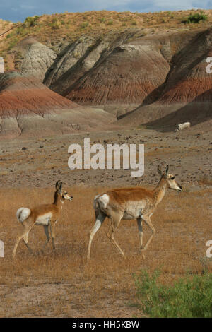Pronghorn antelope Utah Great Basin desert Stock Photo