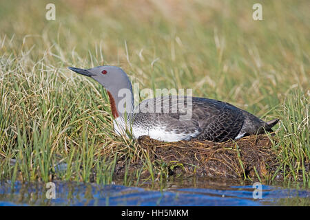Red throated loon, Gavia stellata, nesting on the edge on a lake in Thule, Greenland Stock Photo
