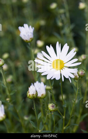 Leucanthemella serotina. Autumn ox-eye daisy. Stock Photo