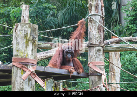 Oranguan playing Stock Photo