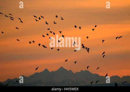 Snow geese (Anser caerulescens) silhouette in flight, George C Reifel Migratory Bird Sanctuary, British Columbia, Canada Stock Photo