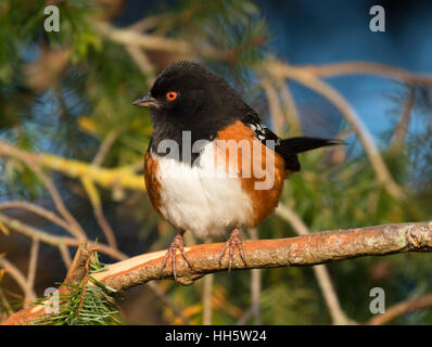 Spotted towhee, George C Reifel Migratory Bird Sanctuary, British Columbia, Canada Stock Photo