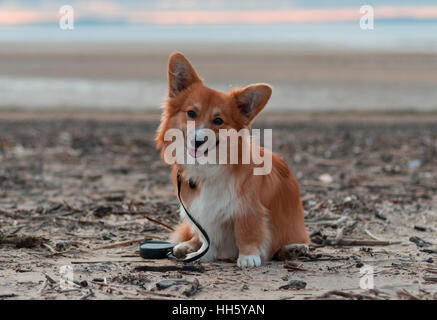 Photo of a dog with the lead (breed welsh pembroke corgi fluffy, red colored) sitting on the sand on a beach on the sun set, smiling and looking Stock Photo