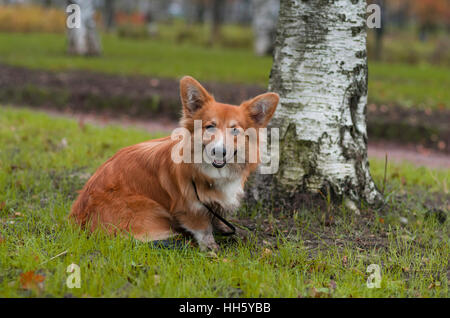 Photo of a curious corgi dog (breed welsh pembroke corgi fluffy, red colored) sitting near the birch on the green grass Stock Photo