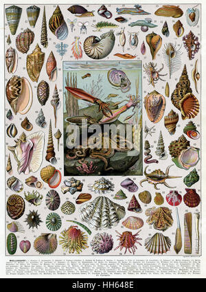 Selection of Sea Shells Stock Photo - Alamy