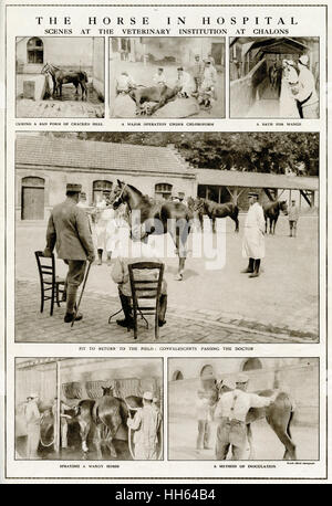 Horses in a veterinary hospital at Chalons WWI Stock Photo