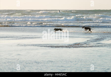 Dogs is running along the sea shore Stock Photo