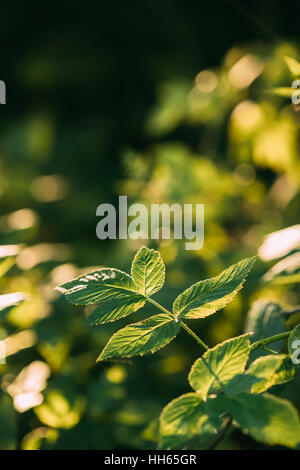 Branch Of Wild Forest Raspberries With Green Leaves In Summer Forest Stock Photo