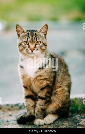 Gray And White Mixed Breed Short-Haired Domestic Young Cat, Sitting Outdoor And Looking To Camera. Stock Photo