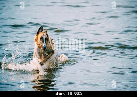 The Bathing Playing In Blue Water Of River Lake Russian Dog, Borzoi Long-Haired Wet Black, White And Red. Copy Space Stock Photo