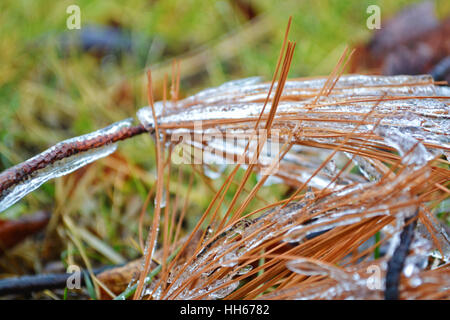 Frozen pine needles encased in ice resting on the groundp Stock Photo
