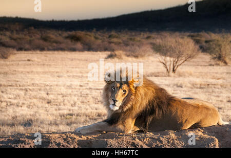 Large Male lion relaxes on a rock in the African wilderness Stock Photo