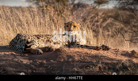 Cheetah relaxing in the sun in the long grass of South Africa Stock Photo