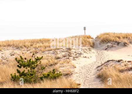 a simple trail leading to the ocean beach through the dunes Stock Photo
