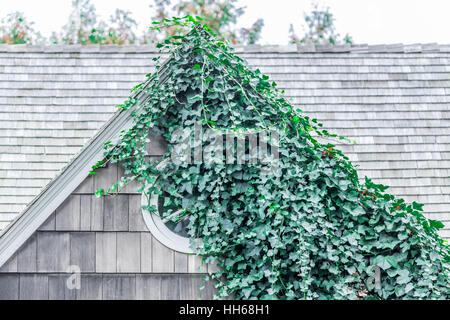 ivy covered attic window on a cedar shingled home Stock Photo