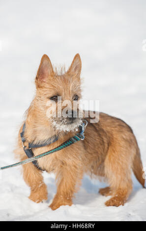 Cute Cairn Terrier puppy playing outside in cold winter snow. Young dog walking in the park on a sunny day. Stock Photo