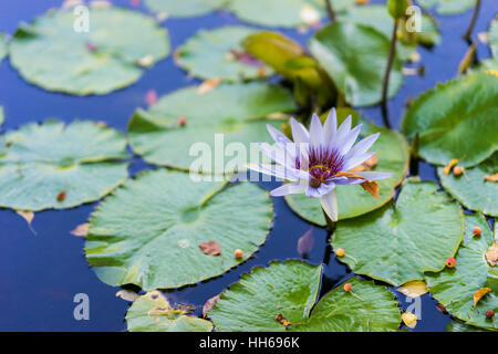 Water lily floating on water surrounded by green leaves. Purple and pink flowers in bloom. Stock Photo