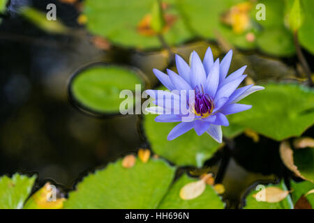 Water lily floating on water surrounded by green leaves. Purple and pink flowers in bloom. Stock Photo