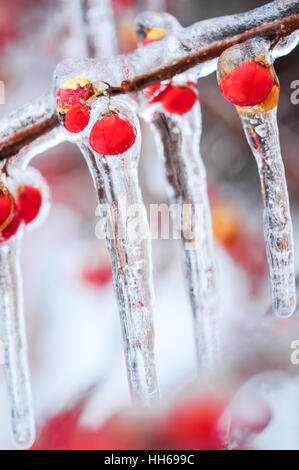 Nature encased in ice after a storm. Ice storm in Toronto, frozen water droplets on branches. Icicles on red berries. Stock Photo