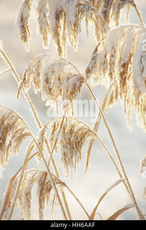 The stems of reeds covered with snow Stock Photo