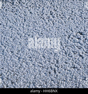 Million sharp big ice crystals grow on water during a frost. Square winter background Stock Photo