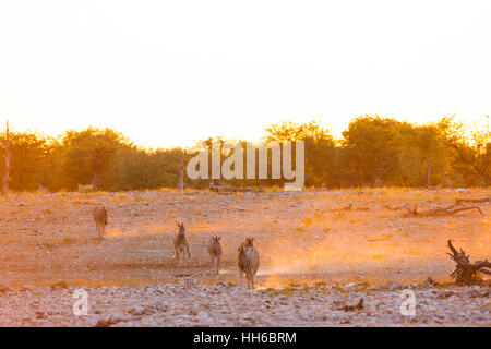 Etosha National Park, Namibia. Small herd of zebra crossing the plain at sunset.
