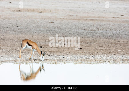 Etosha National Park, Namibia. Springbok drinking at watering hole. Stock Photo