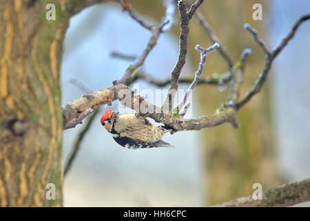 Great spotted woodpecker on tree Stock Photo