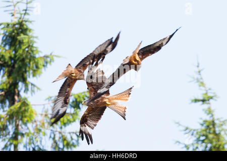 CEREDIGION, WALES. Three red kites in mid-flight. Stock Photo