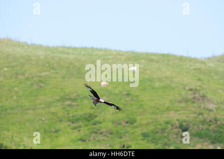 CEREDIGION, WALES. Red kite (milvus milvus) in flight against grassy hill with sheep feeding on it. Stock Photo