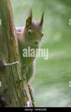 Red Squirrel / Europaeisches Eichhörnchen ( Sciurus vulgaris ) hiding behind a tree, watching carefully. Stock Photo