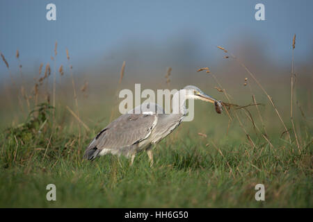 Grey Heron ( Ardea cinerea ) caught a rodent / mouse, successful hunter, with prey in its beak, on a meadow / pasture. Stock Photo