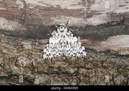 A large moth perched on a tree trunk in the Tandayapa Valley of Ecuador ...