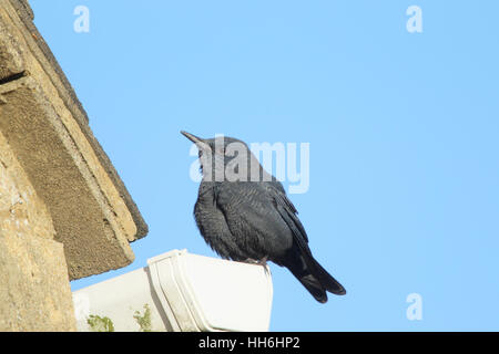 Blue Rock Thrush (Monticola solitarius): vagrant male perched on a gutter in a housing estate in Gloucestershire Stock Photo