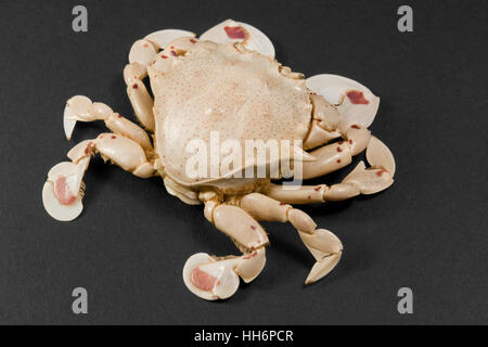 cancer, crab, macro, close-up, macro admission, close up view, optional, studio Stock Photo