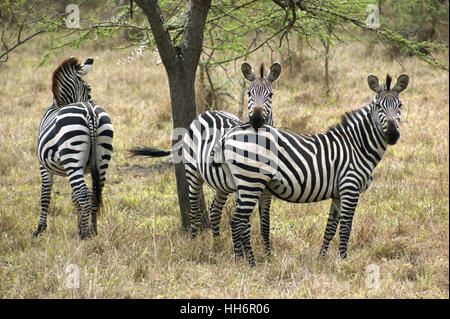animal, africa, zebra, environment, milieu, uganda, nature, natural, beautiful, Stock Photo